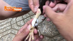 Cách băng cựa gà