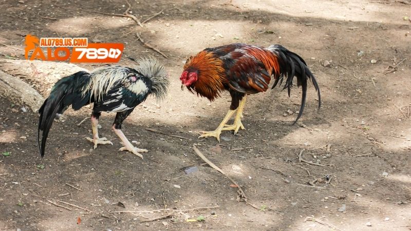 Cách chọn gà đá cựa sắt
