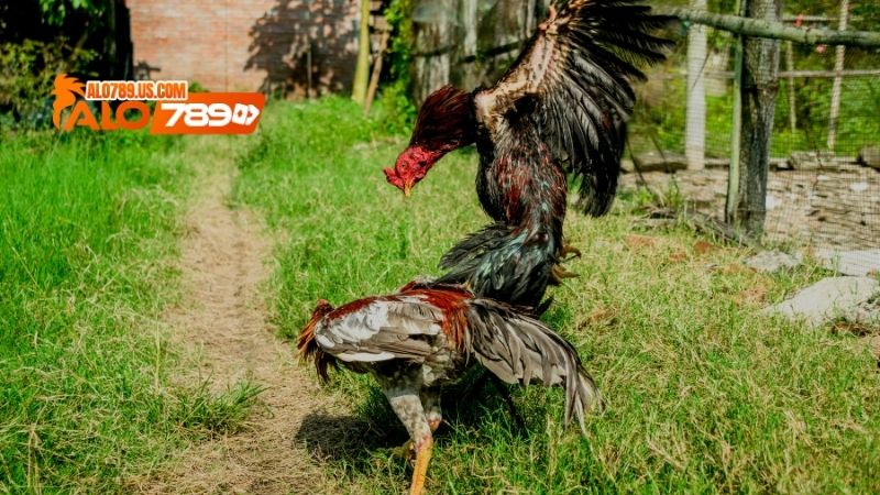 Cách chọn gà đá cựa sắt