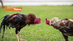 Cách chọn gà đá cựa sắt