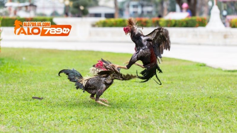 Cách huấn luyện gà đá