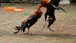 Cách huấn luyện gà đá