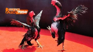 Cách nuôi Gà chọi con