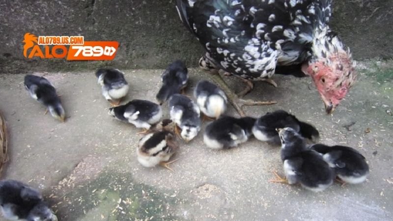 Cách nuôi Gà chọi con