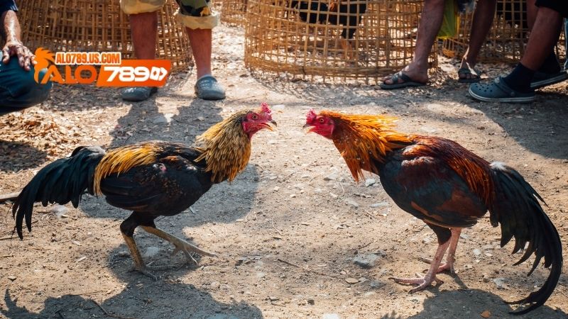 Cách nuôi Gà chọi con