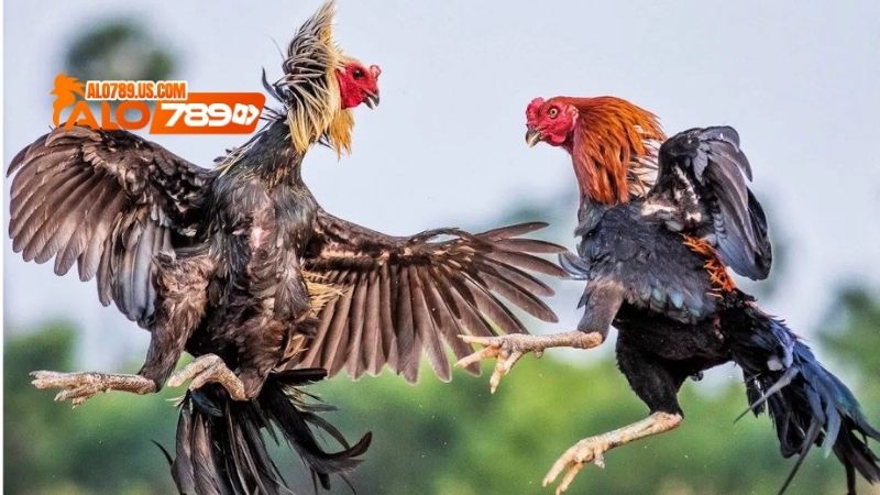 Đá gà alo789