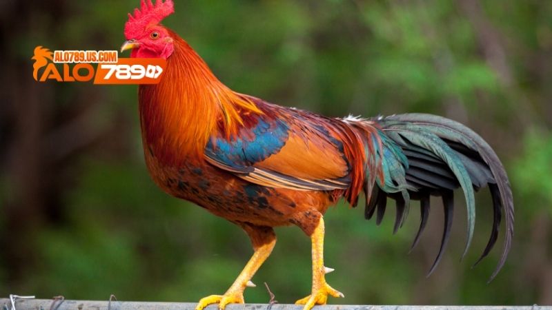 Đại Giáp Thần Kê