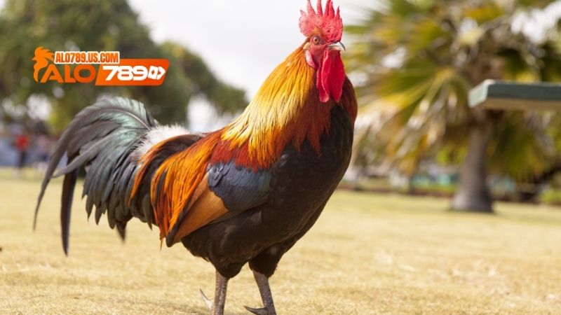 Đại Giáp Thần Kê