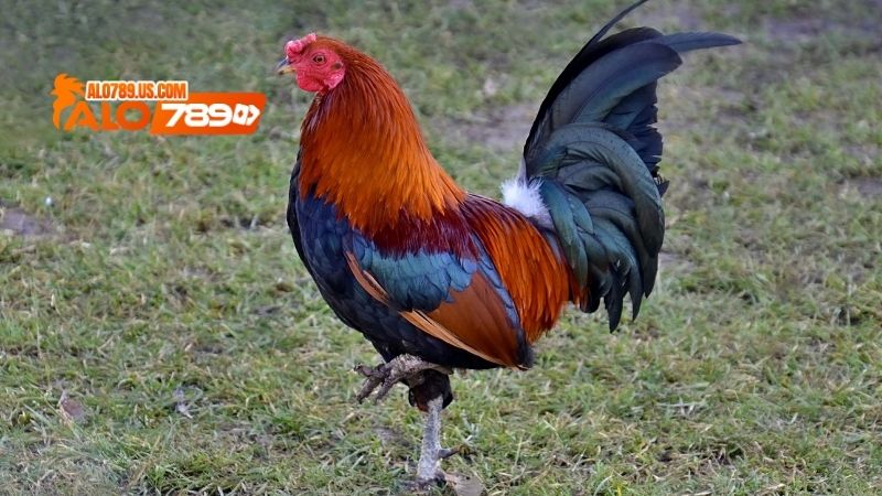 Gà Nhật Nguyệt Thần Kê