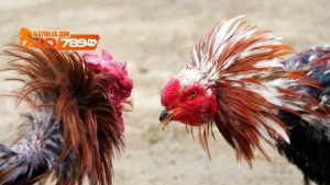 Gà Nhật Nguyệt Thần Kê