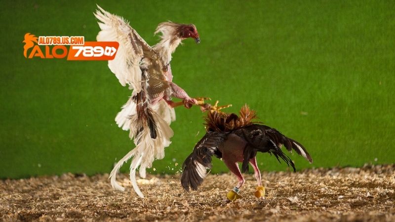 bí quyết chơi đá gà
