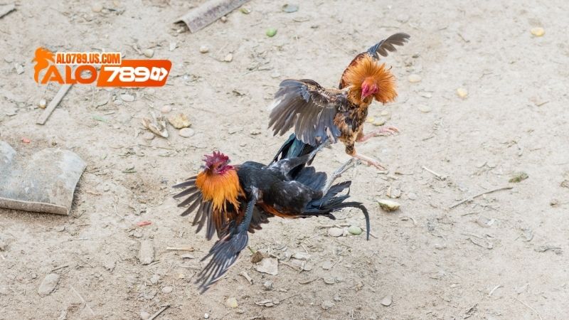 gà bắc kinh