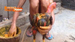vô nghệ cho gà