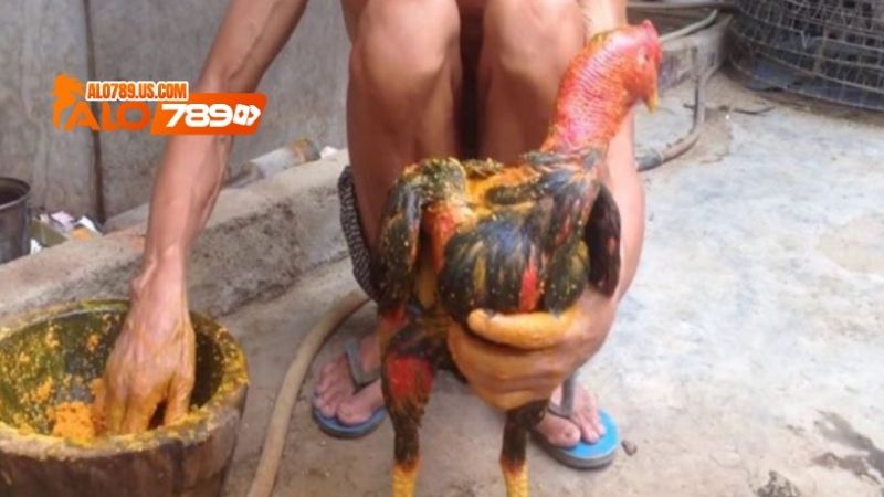 vô nghệ cho gà