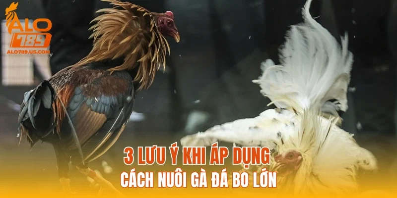 3 lưu ý khi áp dụng cách nuôi gà đá bo lớn