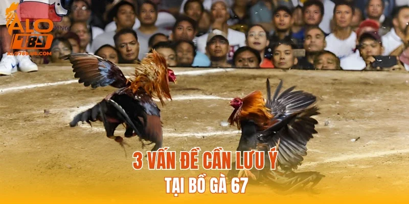 3 vấn đề cần lưu ý tại bồ gà 67