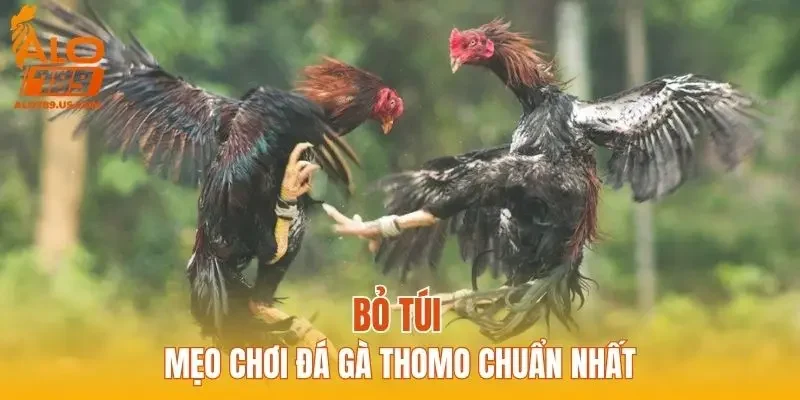 Bỏ túi mẹo chơi đá gà Thomo chuẩn nhất