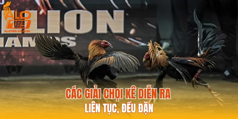 Các giải chọi kê diễn ra liên tục, đều đặn