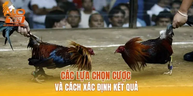 Các lựa chọn cược và cách xác định kết quả