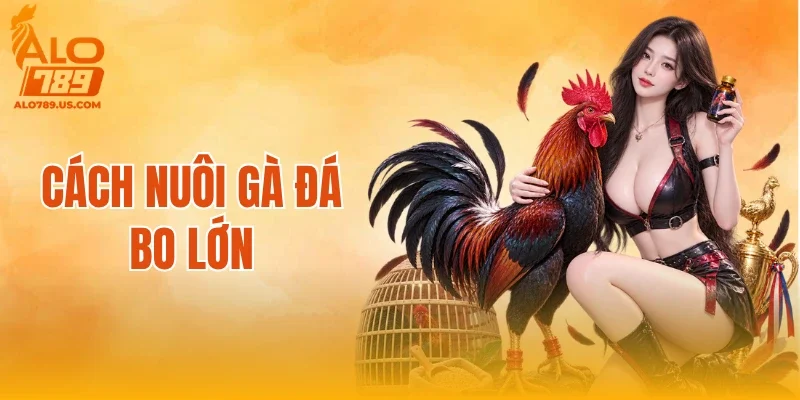 Cách Nuôi Gà Đá Bo