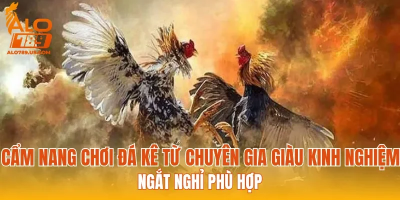 Cẩm nang chơi đá kê từ chuyên gia giàu kinh nghiệm