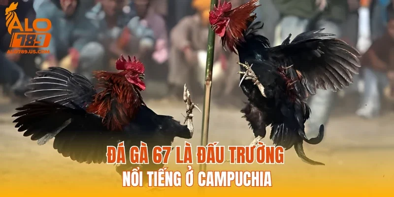 Đá gà 67 là đấu trường nổi tiếng ở Campuchia