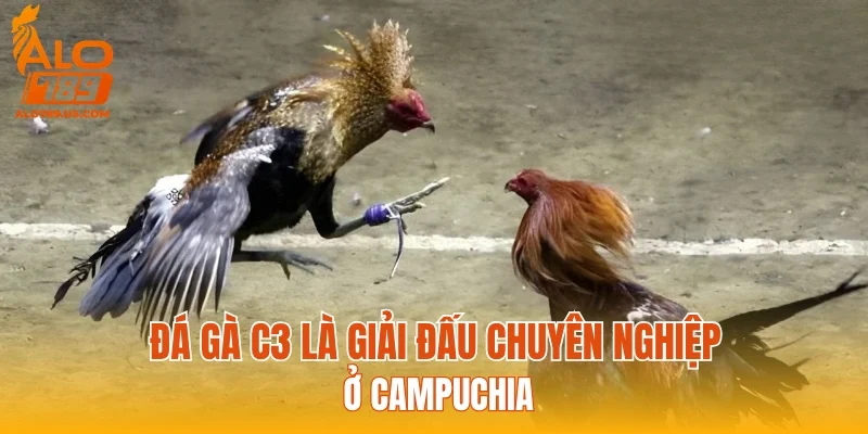 Đá gà C3 là giải đấu chuyên nghiệp ở Campuchia