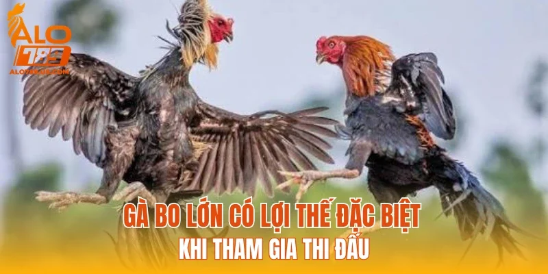 Gà bo lớn có lợi thế đặc biệt khi tham gia thi đấu