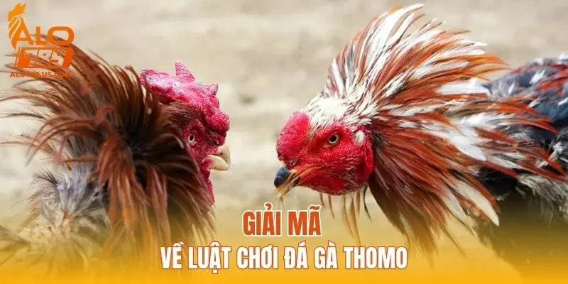 Giải mã về luật chơi đá gà Thomo