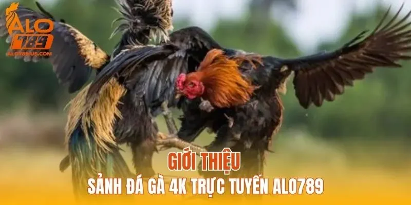 Giới thiệu sảnh đá gà 4K trực tuyến ALO789