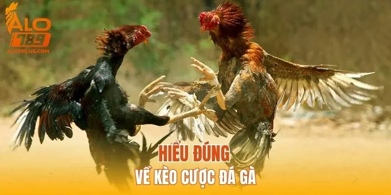 Hiểu đúng về kèo cược đá gà