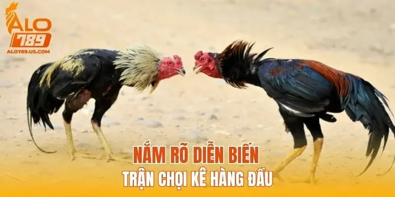 Nắm rõ diễn biến trận chọi kê hàng đầu