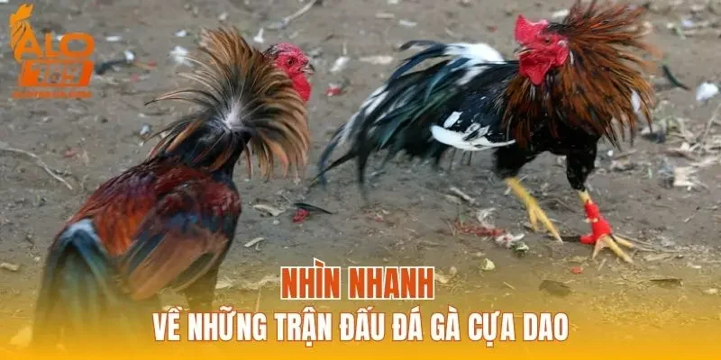 Nhìn nhanh về những trận đấu đá gà cựa dao