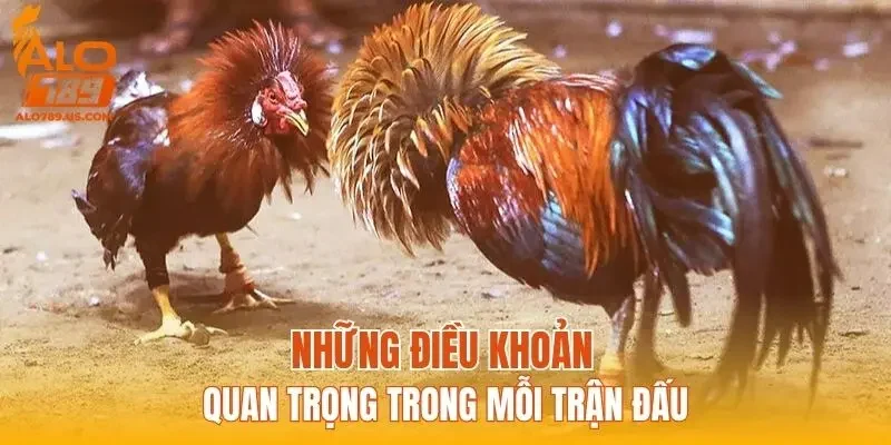 Những điều khoản quan trọng trong mỗi trận đấu