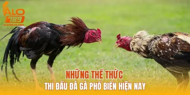 Những thể thức thi đấu đá gà phổ biến hiện nay