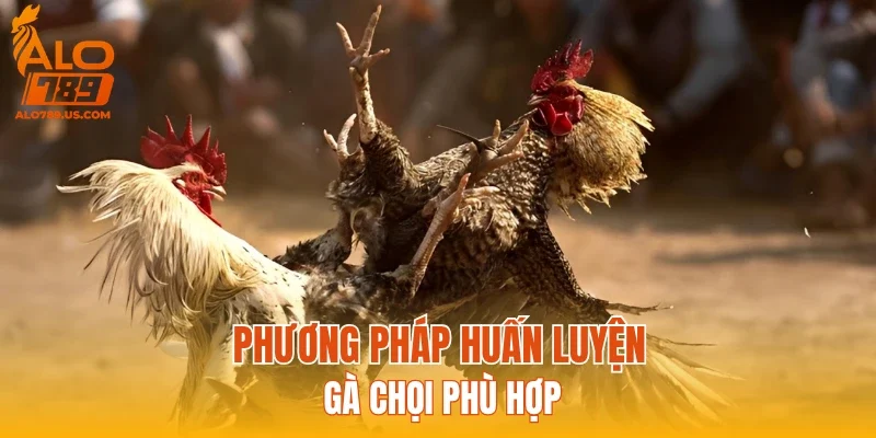 Phương pháp huấn luyện gà chọi phù hợp