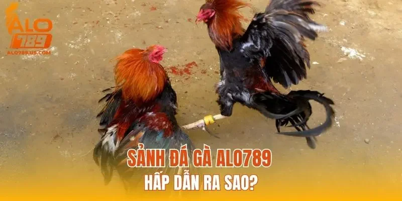 Sảnh đá gà ALO789 hấp dẫn ra sao