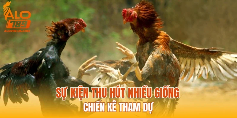 Sự kiện thu hút nhiều giống chiến kê tham dự