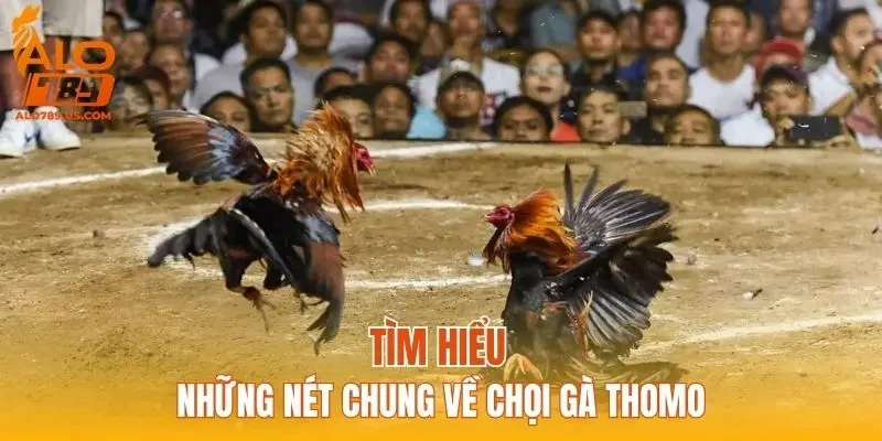 Tìm hiểu những nét chung về chọi gà Thomo